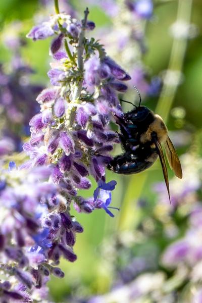 Bumble bee on purple flowers.