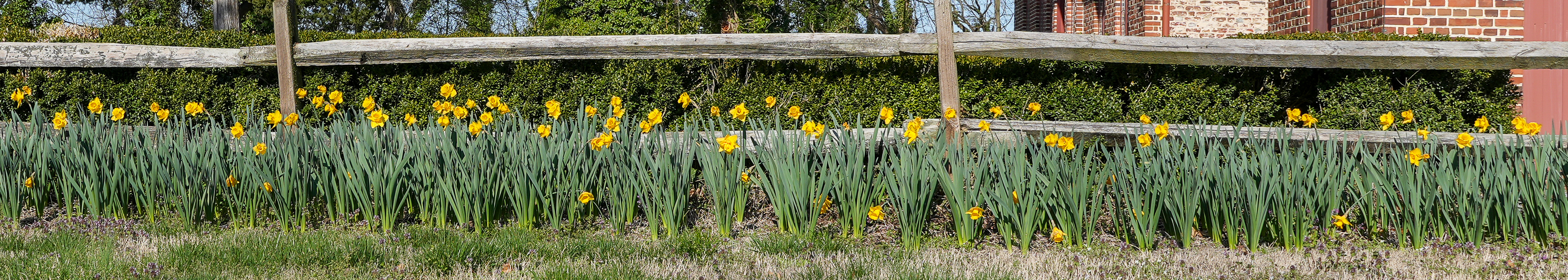 Daffodils along a fence in spring.