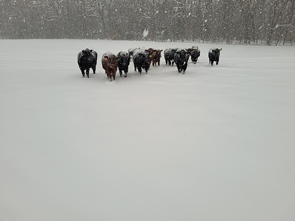 Small herd of cattle walk in the snow.