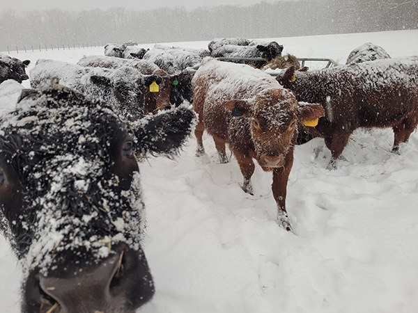 Small herd of cattle covered in snow investigate the photographer.