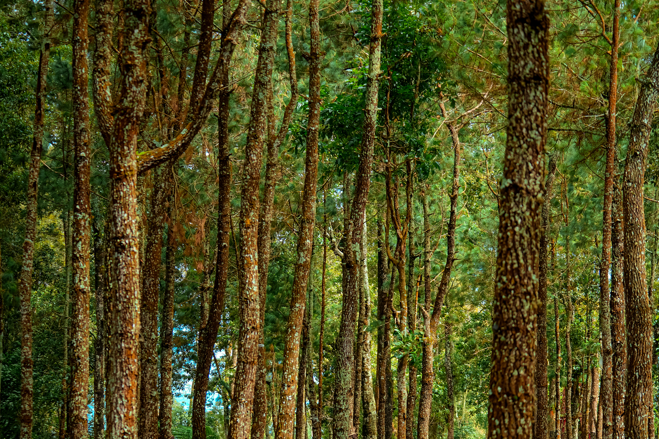 Tall Lush Pine Trees.
