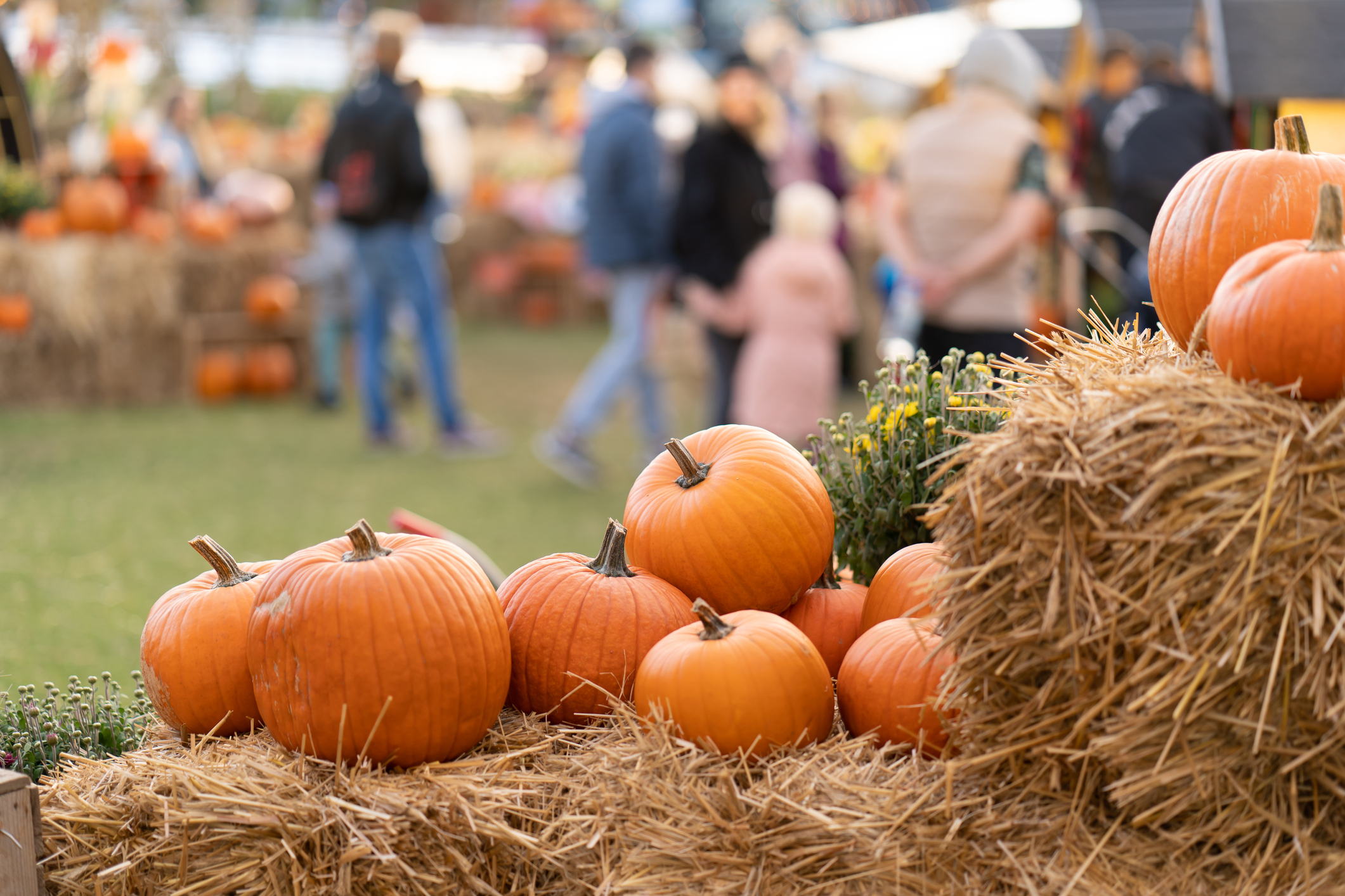 Pumpkins piled on top of straw bales with people walking in the background.